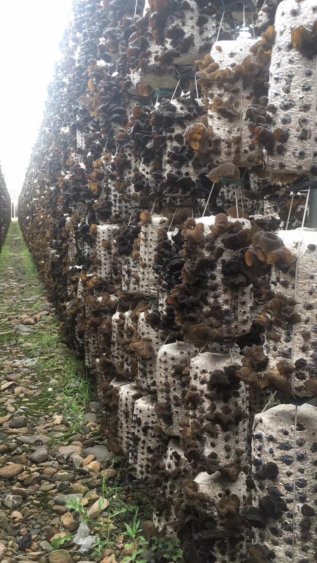 雷竞技raybet官方平台